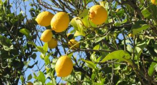 High quality Organic Lemon Suppliers in Mexico