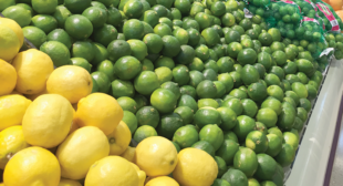 Organic Lime Suppliers in Mexico