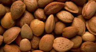 High quality Almonds nuts buy online
