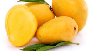 Fresh Mango Distributors in Mexico city Buy Wholesale Rates