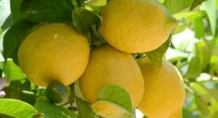Buy Organic Lemon from Suppliers in Mexico for Beauty and Cleaning Purposes