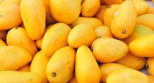 Fresh Mango Distributors Wholesale in Mexico