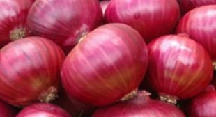 Onion Suppliers Deal with Common and Special Types of Onions