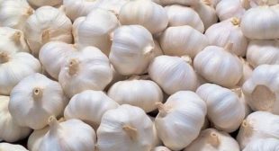 Order Online Organic Garlic Distributors in Mexico