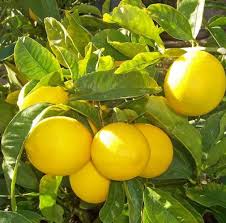 Purchase Organic Lemons from Suppliers for Marinating Meat Products