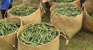 Place order online Vanilla beans at affordable prices range Place order online Vanilla beans at affordable prices range