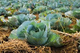 Choose online Cabbage suppliers from USA based reputed store Choose online Cabbage suppliers from USA based reputed store