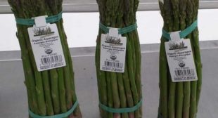Place order for fresh asparagus suppliers at wholesale prices Place order for fresh asparagus suppliers at wholesale prices