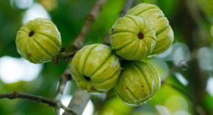 Garcinia Cambogia: Safe And Effective Medicine For Obesity