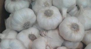 Place order Garlic suppliers from online store in Argentina Place order Garlic suppliers from online store in Argentina