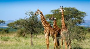Kruger National Park mainly famous for travel