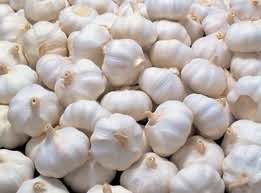 Choose reputed Garlic suppliers at wholesale rate Choose reputed Garlic suppliers at wholesale rate