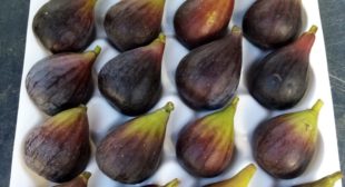 Grow Fig Trees in Container with These Useful Tips Grow Fig Trees in Container with These Useful Tips
