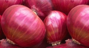 Purchase online organic onion suppliers at wholesale rate Purchase online organic onion suppliers at wholesale rate