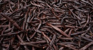 Madagascar Vanilla Beans: Suitable for Preparing Both Savory and Sweet Dishes Madagascar Vanilla Beans: Suitable for Preparing Both Savory and Sweet Dishes