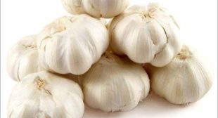 Professional Garlic distributors from online suppliers Professional Garlic distributors from online suppliers