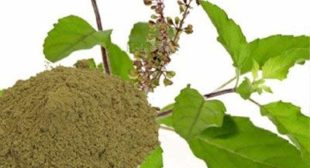 Place order online high quality Tulsi leaf powder