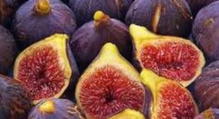 Organic Fig Supplier in Argentina based store