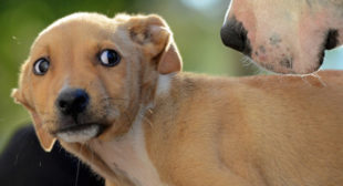 Signs your dog is stressed and ways to help your best friend Signs your dog is stressed and ways to help your best friend