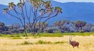 In the tranquillity and into nature indulge in the best game reserves in Africa In the tranquillity and into nature indulge in the best game reserves in Africa