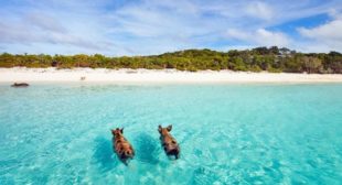 Sail to The Beautiful Island That Leads You to The Bahamas Sail to The Beautiful Island That Leads You to The Bahamas