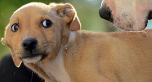 The tell-tale signs that your dog is stressed The tell-tale signs that your dog is stressed