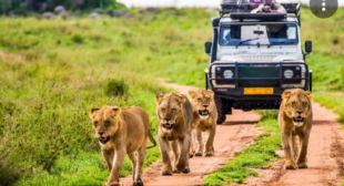 Hop Into The Safari And Get An Exhilarating Experience Hop Into The Safari And Get An Exhilarating Experience