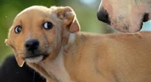 6 signs that your dog is stressed and ways to help them out 6 signs that your dog is stressed and ways to help them out