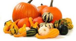 Include Squash in Diet by Making Purchase from Squash Suppliers