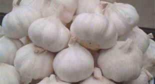 Buy Tested & Proven Organic Garlic from Reputed Suppliers in Argentina