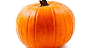 Know the Difference Before Purchasing Different Varieties of Squash from Suppliers