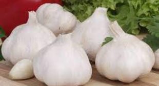 Purchase Large Quantities of Garlic from Garlic Suppliers