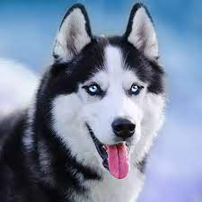 Top 10 Most Deadly Dogs Breeds in 2023 – Bloggers Plane